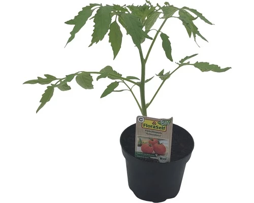 Ochsenherztomate FloraSelf Bio Lycopersicum Esculentum Var. Esculentum 'Ochsenherz' Ø 11 Cm Topf 3 Ochsenherztomate FloraSelf Bio Lycopersicum Esculentum Var. Esculentum 'Ochsenherz' Ø 11 Cm Topf