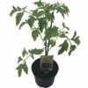 Tomate FloraSelf Bio Lycopersicum Esculentum Var. Esculentum 'Rote Russische' Ø 11 Cm Topf
