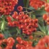 Feuerdorn FloraSelf Pyracantha Coccinea 'Red Column' H 55-70 Cm Co 2,5 L -FloraSelf Geschäft DV 8 8556544 02 4c NL 20170606141103
