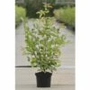 Kupfer-Felsenbirne FloraSelf Amelanchier Lamarckii H 50-60 Cm Co 4 L -FloraSelf Geschäft DV 8 8558802 01 4c DE 20150519194511