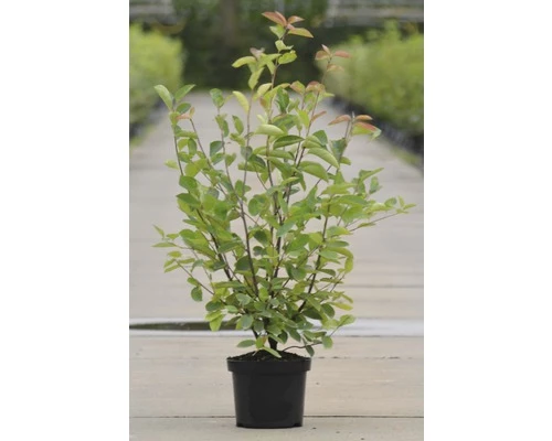 Kupfer-Felsenbirne FloraSelf Amelanchier Lamarckii H 50-60 Cm Co 4 L 3 Kupfer-Felsenbirne FloraSelf Amelanchier Lamarckii H 50-60 Cm Co 4 L