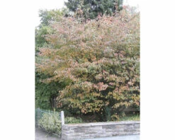 Kupfer-Felsenbirne FloraSelf Amelanchier Lamarckii H 50-60 Cm Co 4 L 8 Kupfer-Felsenbirne FloraSelf Amelanchier Lamarckii H 50-60 Cm Co 4 L -FloraSelf Geschäft DV 8 8558802 03 4c DE 20220718084759