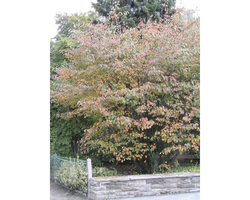 Kupfer-Felsenbirne FloraSelf Amelanchier Lamarckii H 50-60 Cm Co 4 L 5 Kupfer-Felsenbirne FloraSelf Amelanchier Lamarckii H 50-60 Cm Co 4 L – Bild 3