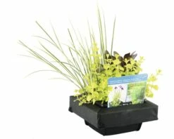 Teichpflanzen Set Für Miniteich FloraSelf 18x18 Cm Korb Inkl. Treibring -FloraSelf Geschäft DV 8 8566663 04 4c DE 20210706104758