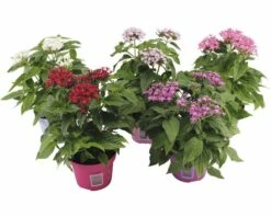 Sternblumen FloraSelf Pentas Lanceolata 'Graffiti'Ø 12 Cm Topf