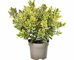 Strauchveronika FloraSelf Hebe-Cultivars 'Addenda' Ø 17 Cm Topf Zufällige Sortenauswahl