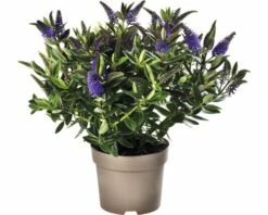 Strauchveronika FloraSelf Hebe-Cultivars 'Addenda' Ø 17 Cm Topf Zufällige Sortenauswahl -FloraSelf Geschäft DV 8 8656580 20 4c DE 20180831051654