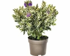 Strauchveronika FloraSelf Hebe-Cultivars 'Addenda' Ø 17 Cm Topf Zufällige Sortenauswahl -FloraSelf Geschäft DV 8 8656580 23 4c DE 20180831051654