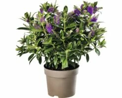 Strauchveronika FloraSelf Hebe-Cultivars 'Addenda' Ø 17 Cm Topf Zufällige Sortenauswahl -FloraSelf Geschäft DV 8 8656580 24 4c DE 20180831051654