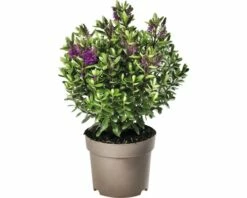 Strauchveronika FloraSelf Hebe-Cultivars 'Addenda' Ø 17 Cm Topf Zufällige Sortenauswahl -FloraSelf Geschäft DV 8 8656580 25 4c DE 20180831051654