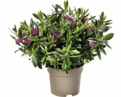 Strauchveronika FloraSelf Hebe-Cultivars 'Addenda' Ø 17 Cm Topf Zufällige Sortenauswahl -FloraSelf Geschäft DV 8 8656580 29 4c DE 20180831051654