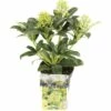 Japanische Blütenskimmie FloraSelf Skimmia Japonica 'Fragrant Cloud' H 15-20 Cm Co 0,5 L (5 Stk.) -FloraSelf Geschäft DV 8 8663170 01 4c DE 20190907211652