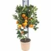 Orange FloraSelf Citrus Calamondin H 60-70 Cm Ø 19 Cm Topf -FloraSelf Geschäft DV 8 8707210 02 4c DE 20190122051659