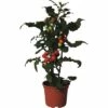 Snack-Tomate FloraSelf Lycopersicon Esculentum 'Candytree' Ø 14 Cm Topf
