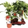 Snack-Paprika Rot FloraSelf FloraSelf Capsicum Annuum Ø 14 Cm Topf -FloraSelf Geschäft DV 8 8713258 01 4c DE 20170404101246