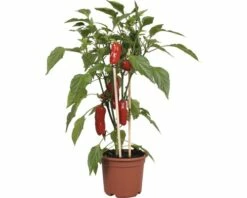 Snack-Paprika Rot FloraSelf FloraSelf Capsicum Annuum Ø 14 Cm Topf