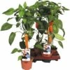 Snack-Paprika Orange FloraSelf FloraSelf Capsicum Annuum Ø 14 Cm Topf -FloraSelf Geschäft DV 8 8713260 01 4c DE 20170404113050