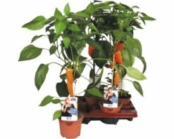 Snack-Paprika Orange FloraSelf FloraSelf Capsicum Annuum Ø 14 Cm Topf