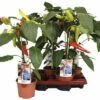 Snack-Chilipfeffer FloraSelf Capsicum Chinense 'Basket Of Fire' Ø 14 Cm Topf -FloraSelf Geschäft DV 8 8713262 01 4c DE 20170404100954