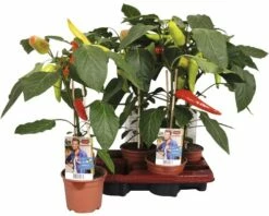Snack-Chilipfeffer FloraSelf Capsicum Chinense 'Basket Of Fire' Ø 14 Cm Topf