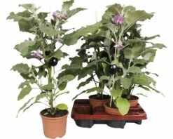 Snack-Aubergine FloraSelf Solanum Melongena 'Jackpot' Ø 14 Cm Topf