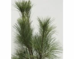 Tränen-Kiefer FloraSelf Pinus Wallichiana 'Densa Hill' H 80-100 Cm Co 10 L 9 Tränen-Kiefer FloraSelf Pinus Wallichiana 'Densa Hill' H 80-100 Cm Co 10 L -FloraSelf Geschäft DV 8 8741202 03 4c DE 20200311072420