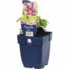 Küchenschelle Blau FloraSelf Pulstilla Vulgaris H 5-20 Cm Co 0,5 L (6 Stk.) -FloraSelf Geschäft DV 8 8745188 01 4c DE 20220316164659