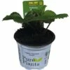 Erdbeere FloraSelf Fragaria X Ananassa 'Rumba' Ø 9 Cm Topf
