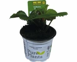 Erdbeere FloraSelf Fragaria X Ananassa 'Rumba' Ø 9 Cm Topf