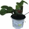 Erdbeere FloraSelf Fragaria X Ananassa 'Sonata' Ø 9 Cm Topf 2 Erdbeere FloraSelf Fragaria X Ananassa 'Sonata' Ø 9 Cm Topf -FloraSelf Geschäft DV 8 8760494 01 4c DE 20180309212052
