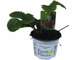 Erdbeere FloraSelf Fragaria X Ananassa 'Sonata' Ø 9 Cm Topf