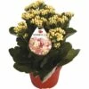 Flammendes Käthchen Gelb FloraSelf Kalanchoe Blosfeldiana Gardenlina™ Ø 12 Cm Topf -FloraSelf Geschäft DV 8 8766353 01 4c NL 20161004234925