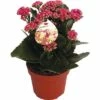 Flammendes Käthchen Violett FloraSelf Kalanchoe Blosfeldiana Gardenlina™ Ø 12 Cm Topf 1 Flammendes Käthchen Violett FloraSelf Kalanchoe Blosfeldiana Gardenlina™ Ø 12 Cm Topf -FloraSelf Geschäft DV 8 8766356 01 4c NL 20161004235035