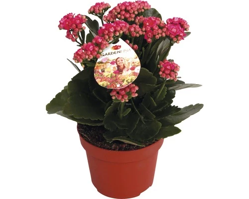 Flammendes Käthchen Violett FloraSelf Kalanchoe Blosfeldiana Gardenlina™ Ø 12 Cm Topf 3 Flammendes Käthchen Violett FloraSelf Kalanchoe Blosfeldiana Gardenlina™ Ø 12 Cm Topf