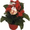 Flammendes Käthchen Rot FloraSelf Kalanchoe Blosfeldiana Gardenlina™ Ø 12 Cm Topf -FloraSelf Geschäft DV 8 8766357 01 4c NL 20161004234701