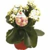 Flammendes Käthchen Weiß FloraSelf Kalanchoe Blosfeldiana Gardenlina™ Ø 12 Cm Topf -FloraSelf Geschäft DV 8 8766359 01 4c NL 20161004235302