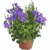 Glockenblume FloraSelf Campanula Portenschlagiana 'Dark Take Blue' Ø 12 Cm Topf -FloraSelf Geschäft DV 8 8784541 01 4c DE 20180307181552