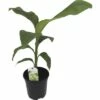 Zierbanane FloraSelf Musa Basjoo H 25-30 Cm Ø 17 Cm Topf -FloraSelf Geschäft DV 8 8806090 01 4c NL 20161006184310