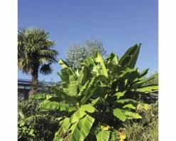 Zierbanane FloraSelf Musa Basjoo H 25-30 Cm Ø 17 Cm Topf -FloraSelf Geschäft DV 8 8806090 02 4c NL 20161005204306