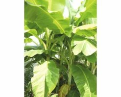 Zierbanane FloraSelf Musa Basjoo H 25-30 Cm Ø 17 Cm Topf -FloraSelf Geschäft DV 8 8806090 03 4c DE 20180306121141