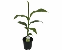 Zierbanane FloraSelf Musa Basjoo H 25-30 Cm Ø 17 Cm Topf -FloraSelf Geschäft DV 8 8806090 05 4c DE 20180307182121