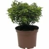 Stechpalme FloraSelf Ilex Meserveae 'Little Rascal' H 25-30 Cm -FloraSelf Geschäft DV 8 8839590 01 4c DE 20190130092938