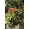 Lavendelheide FloraSElf Pieris Japonica 'Carnaval' H 40-50 Cm Co 6 L -FloraSelf Geschäft DV 8 8844812 01 4c DE 20191020014436