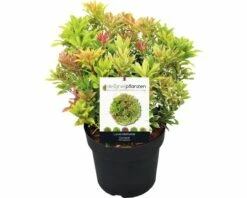 Lavendelheide FloraSElf Pieris Japonica 'Carnaval' H 40-50 Cm Co 6 L -FloraSelf Geschäft DV 8 8844812 02 4c DE 20191021181757