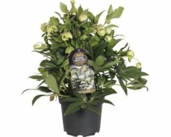 Schneerose 'Winterbells' FloraSelf Helleborus 'Winterbell' Ø 17 Cm Topf