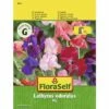 Duftwicken 'Mix' FloraSelf Samenfestes Saatgut Blumensamen -FloraSelf Geschäft DV 8 8872806 01 4c AT 20190411093920