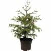 Urweltmammutbaum FloraSelf Metasequoia Glyptostroboides 'Chubby' H 40-60 Cm Co 5 L