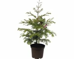Urweltmammutbaum FloraSelf Metasequoia Glyptostroboides 'Chubby' H 40-60 Cm Co 5 L