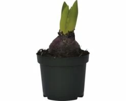 Hyazinthe FloraSelf Hyacinthus Orientalis 'Pink Pearl' Ø 9 Cm Topf -FloraSelf Geschäft DV 8 8875844 03 4c DE 20181213171755