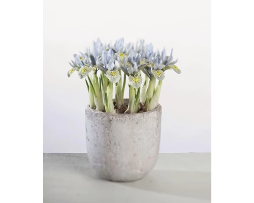 Netzblatt-Iris FloraSelf Iris Retuculata 'Katharina Hotchkin' Ø 9 Cm Topf 3 Netzblatt-Iris FloraSelf Iris Retuculata 'Katharina Hotchkin' Ø 9 Cm Topf